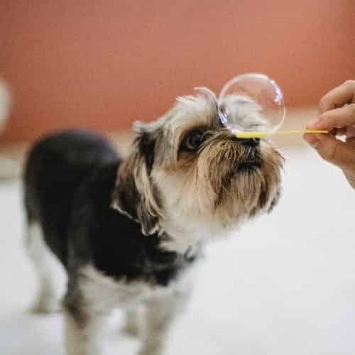 détartrer les dents du chien