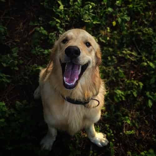 Chien qui perd ses dents : un détartrage nécessaire