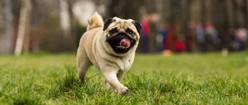 Chien