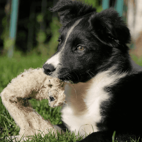 Le chiot Border collie adore jouer