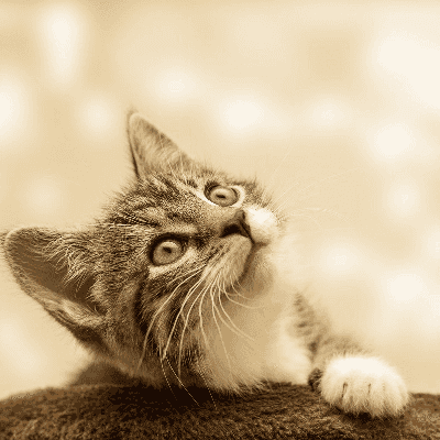 éduquer un chaton