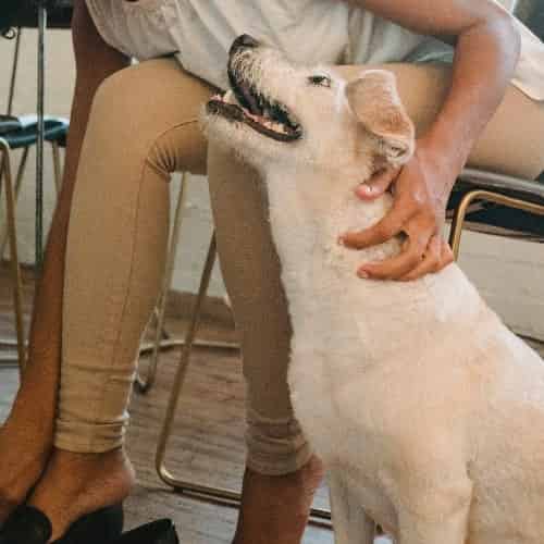 Chien avec une mauvaise haleine : synonyme de maladie ?