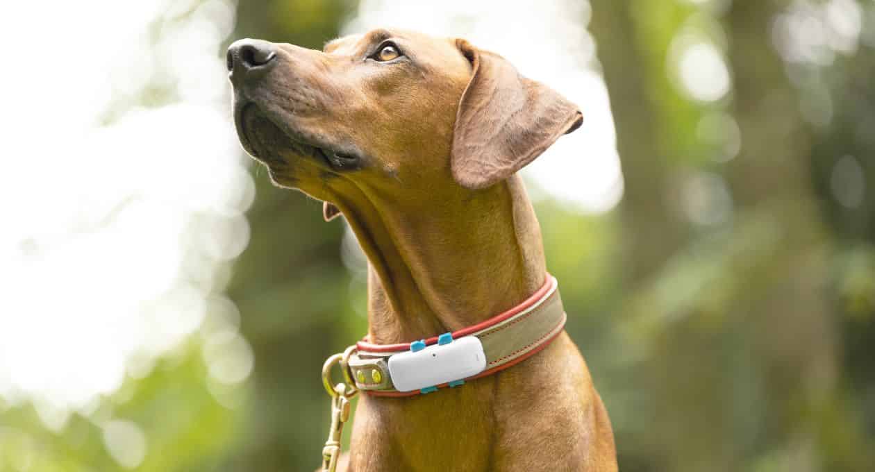 Tractive GPS chien