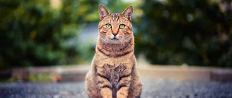 Chat