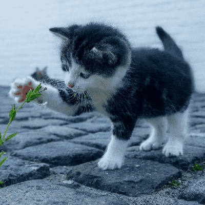 adopter un chaton