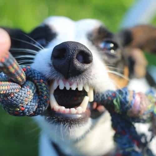 comportement agressif du chien