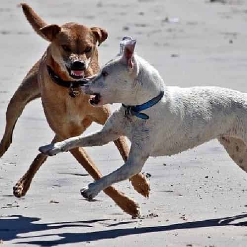 comment un chien devient-il agressif