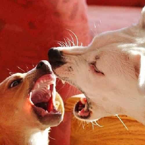 comment se comporter face à un chien agressif