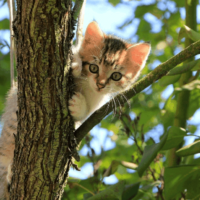 adopter un chaton