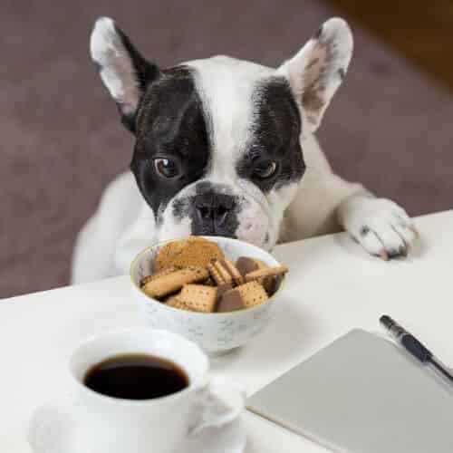 problème de digestion du chien