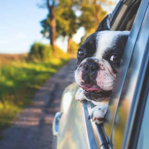 transporter mon chien