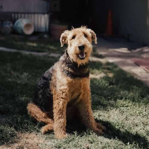 Airedale terrier