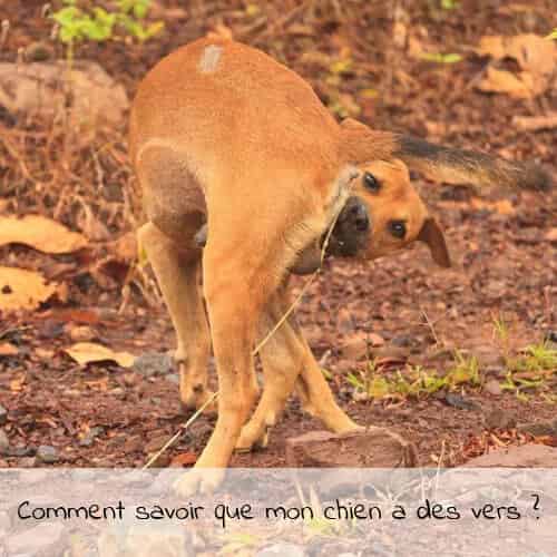 Comment savoir que mon chien a des vers ?
