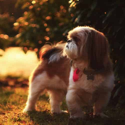 Le Shih Tzu