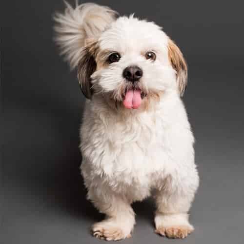 Shih Tzu