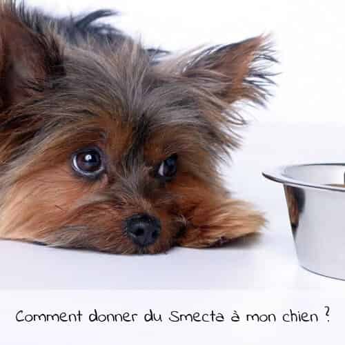 Comment donner du Smecta à mon chien ?