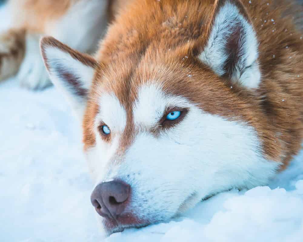 Comment éviter une blessure à son chien ?