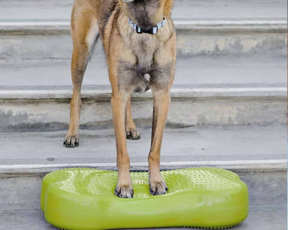 Quels sont les bienfaits de la proprioception canine ?