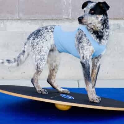 Agility
