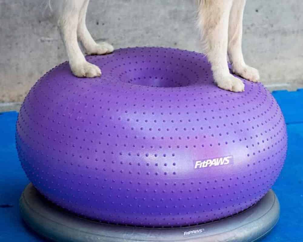 Proprioception du chien c'est quoi ?