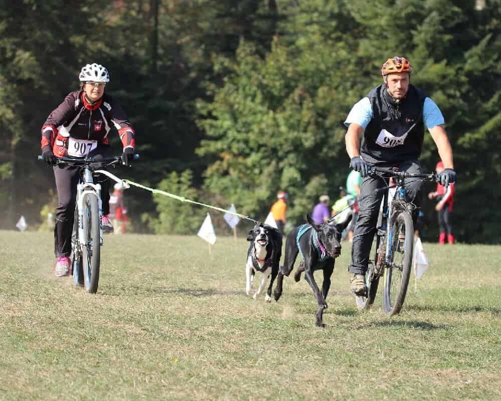 Compétition de sport canin