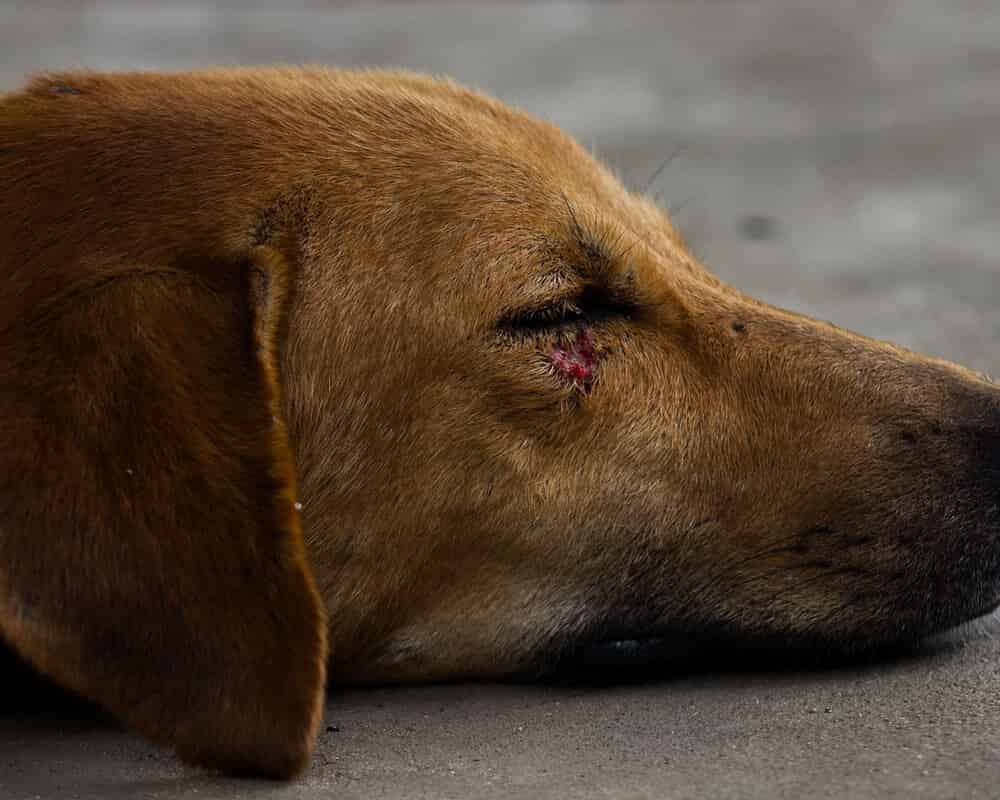 Que faire en cas de blessure du chien ?