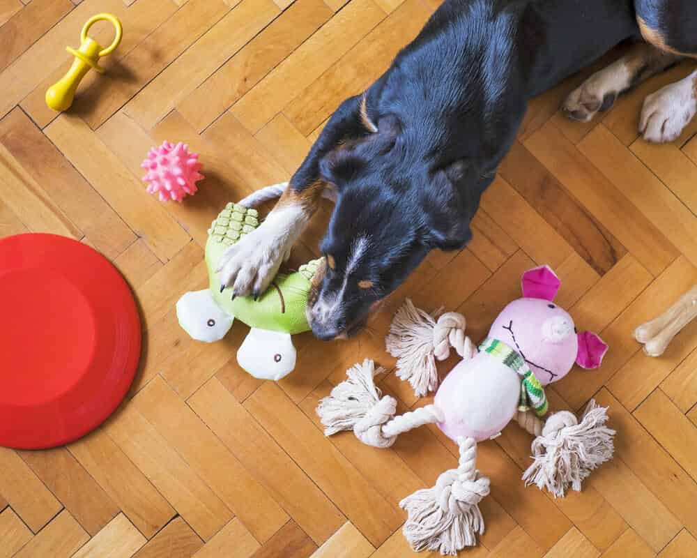 Un jeu de corde est-il bon pour les dents du chien ?