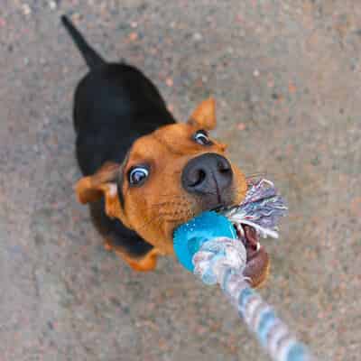 Un jeu adapté à tous les chiens ?