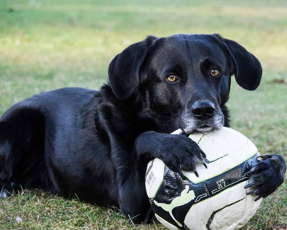 Comment occuper mon chien lorsqu'il est seul à la maison ?