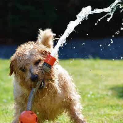 Quelle alimentation donner à un chien sportif ?