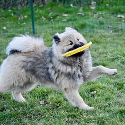 Et pourquoi pas le Frisbee ?