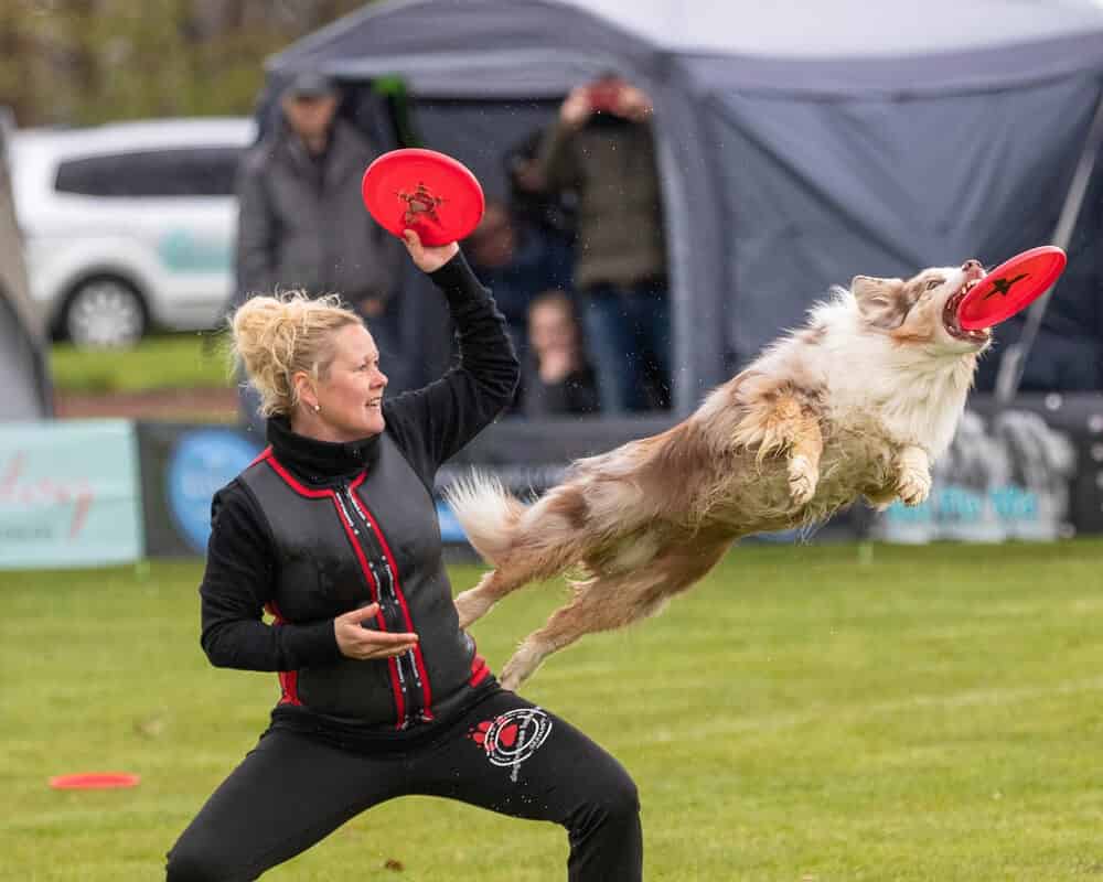 Un chien peut-il jouer au Frisbee ?
