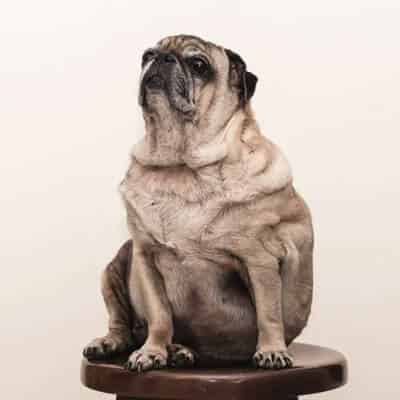 Comment savoir si son chien est obèse ?