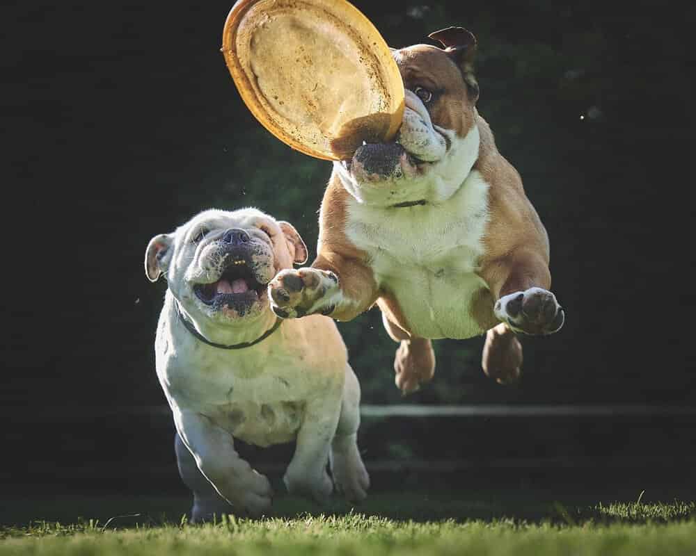 Mon chien est obèse, comment faire pour qu'il s'active ?