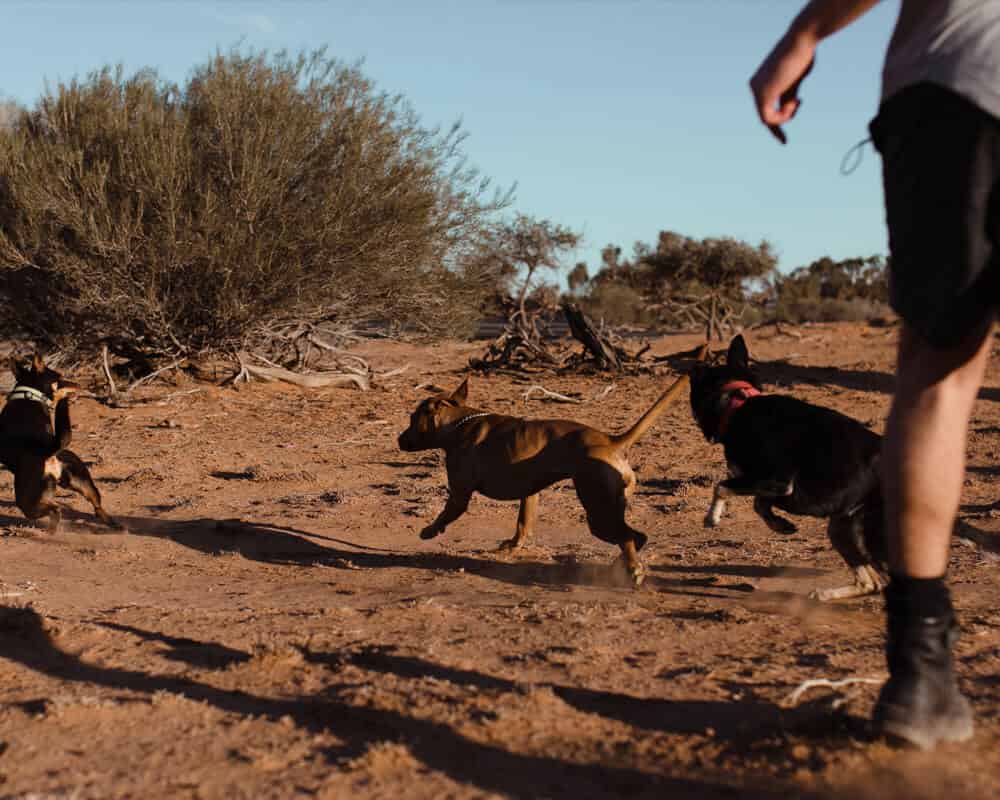 Est-ce que toutes les races de chiens peuvent faire du sport ?