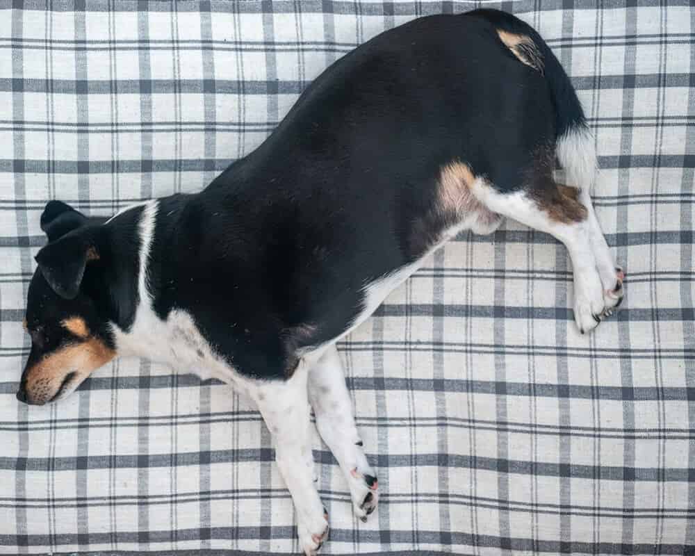 Quelle nourriture donner à un chien en surpoids ?