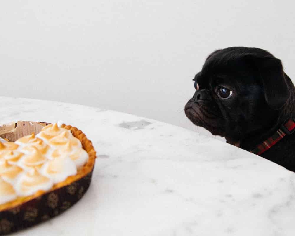 Pourquoi mon chien est-il en surpoids ?