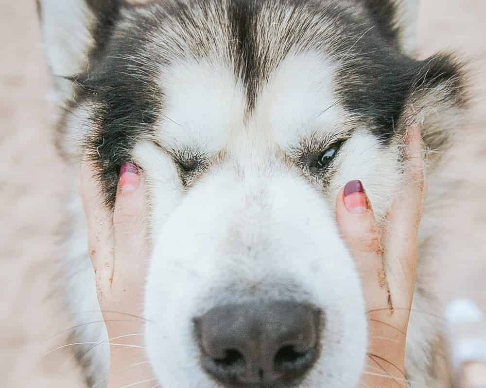 Comment faire maigrir mon chien ?