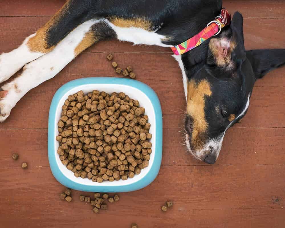 Les besoins nutritionnels du chien