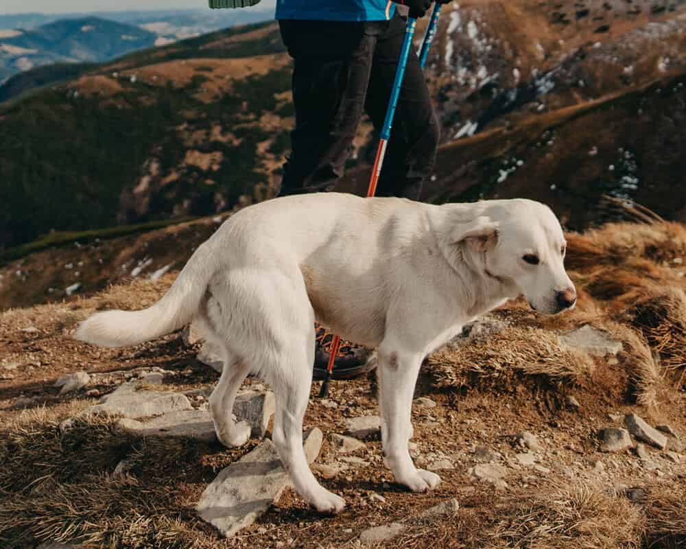 Quel kit de premier secours pour mon chien ?
