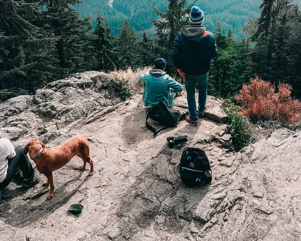 Comment préparer son chien à se promener ?