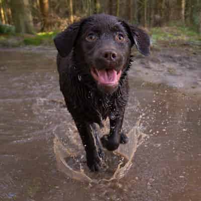 Sortir son chien en fonction des saisons