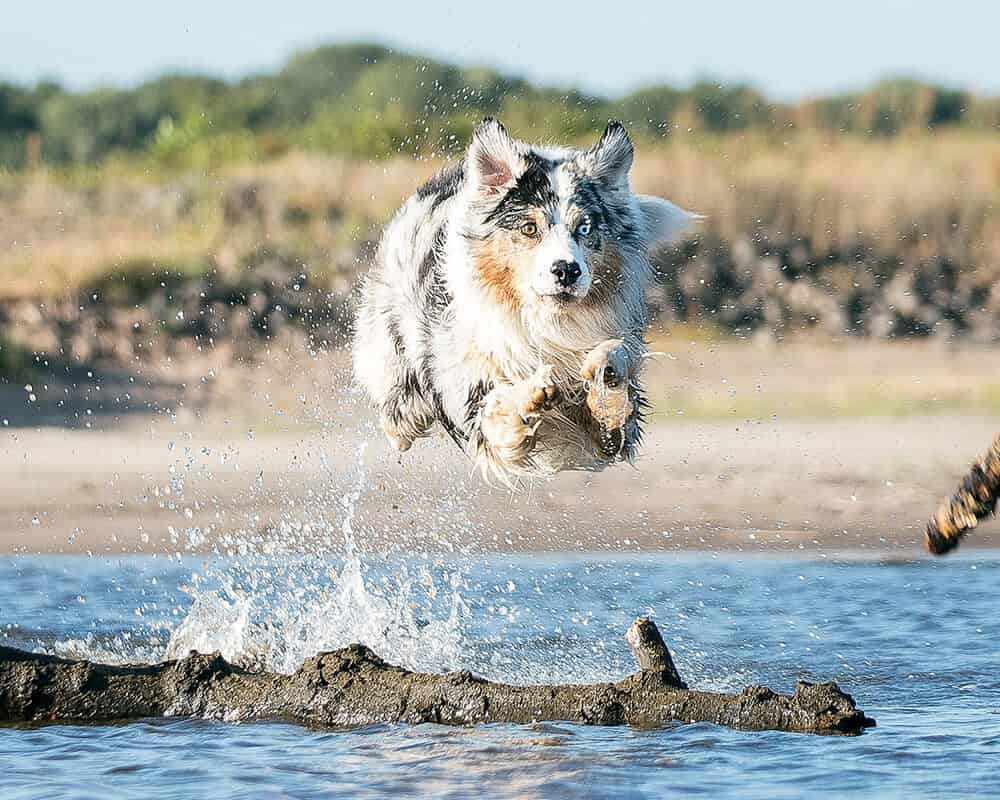 Faire du sport en été avec son chien