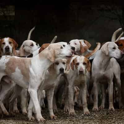 Les chiens de chasse