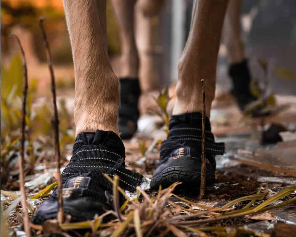 Faut-il mettre des chaussures à mon chien ?