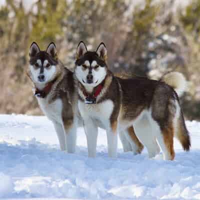 Le mushing