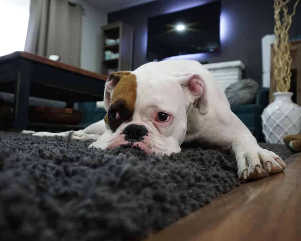 Mon chien casse tout quand il est seul à la maison