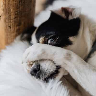 Que faire quand on a un chien destructeur ?
