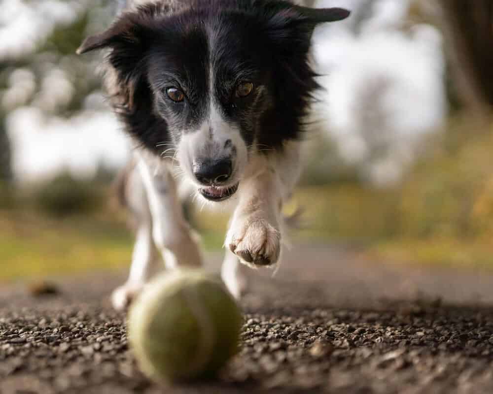 Mon chien n’est pas joueur, que faire ?