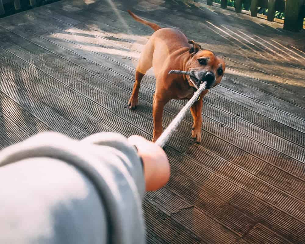 Quel jouet pour un chien qui adore tirer ?